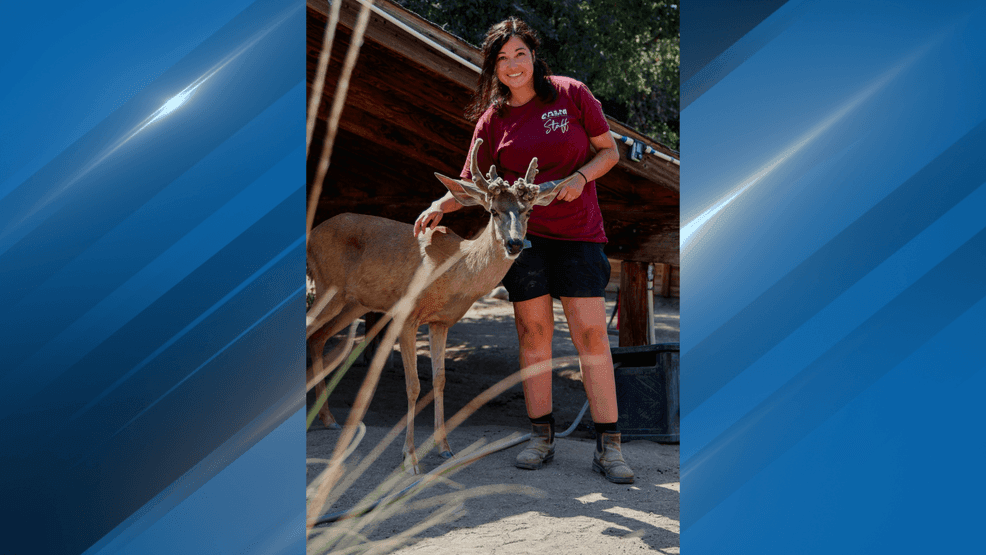 CALM Zoo announced the passing of two Mule Deer, Radar and Odie. PHOTO: CALM