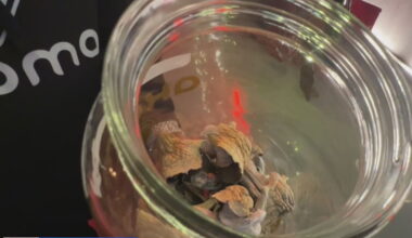 Black-owned entheogenic church in Oakland is first in the country – KION TV