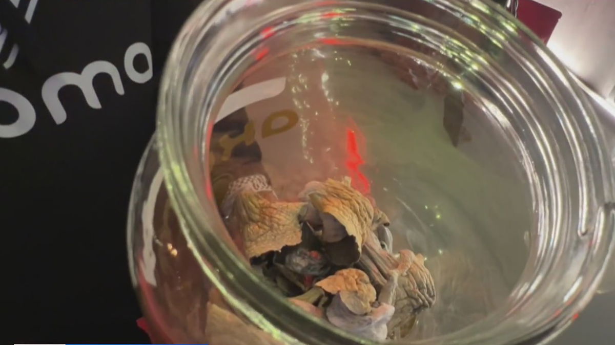 Black-owned entheogenic church in Oakland is first in the country – KION TV