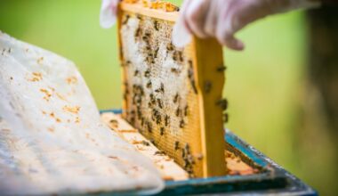 A Sacramento man was arrested after deputies recovered 172 stolen beehives taken from an agricultural property in unincorporated Gustine, authorities said. (Shutterstock)