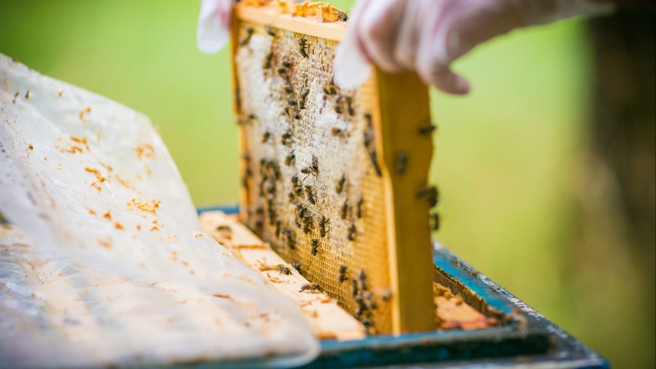 A Sacramento man was arrested after deputies recovered 172 stolen beehives taken from an agricultural property in unincorporated Gustine, authorities said. (Shutterstock)