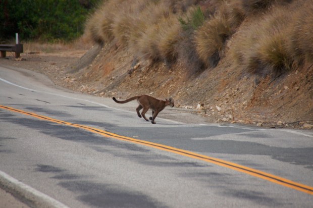 Mountain lion P-23 crosses a road in the Santa Monica Mountains National Recreation Area in 2013. (National Park Service via AP)