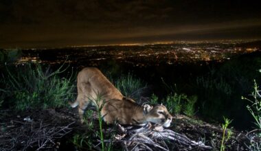 Protection for California mountain lions could become permanent – The Mercury News