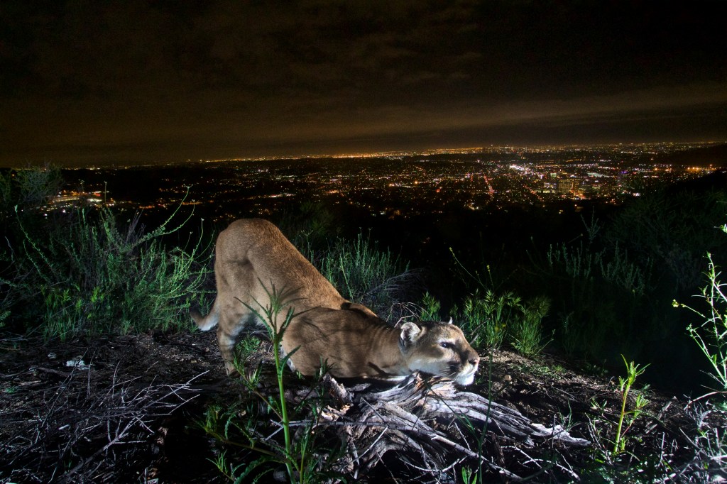 Protection for California mountain lions could become permanent – The Mercury News