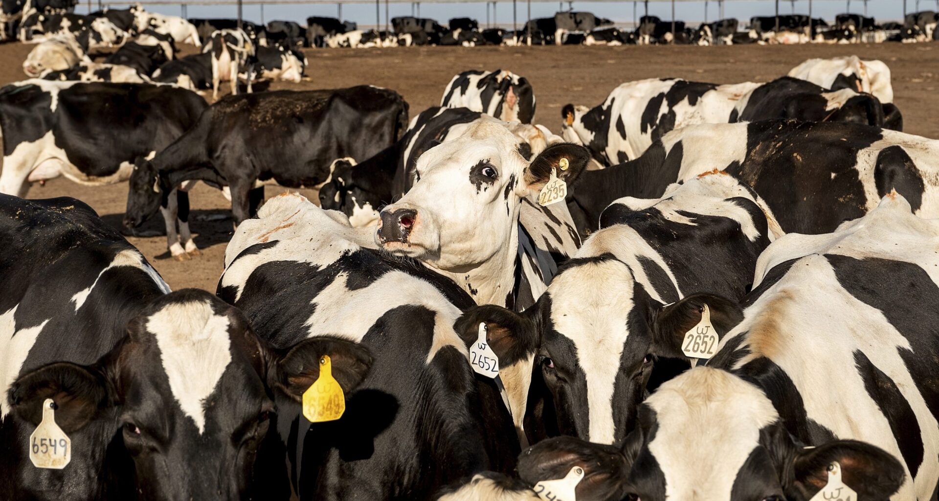 California explores first-time regulation of methane emissions from dairy cows