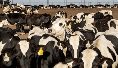 California explores first-time regulation of methane emissions from dairy cows