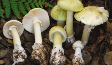 At least 3 people have died from eating Death Cap mushrooms in California
