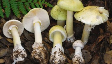 California-Mushroom-Poisoning