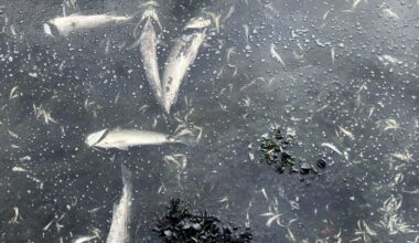 USGS: Heterosigma akashiwo in San Francisco Bay ~ MAVEN'S NOTEBOOK