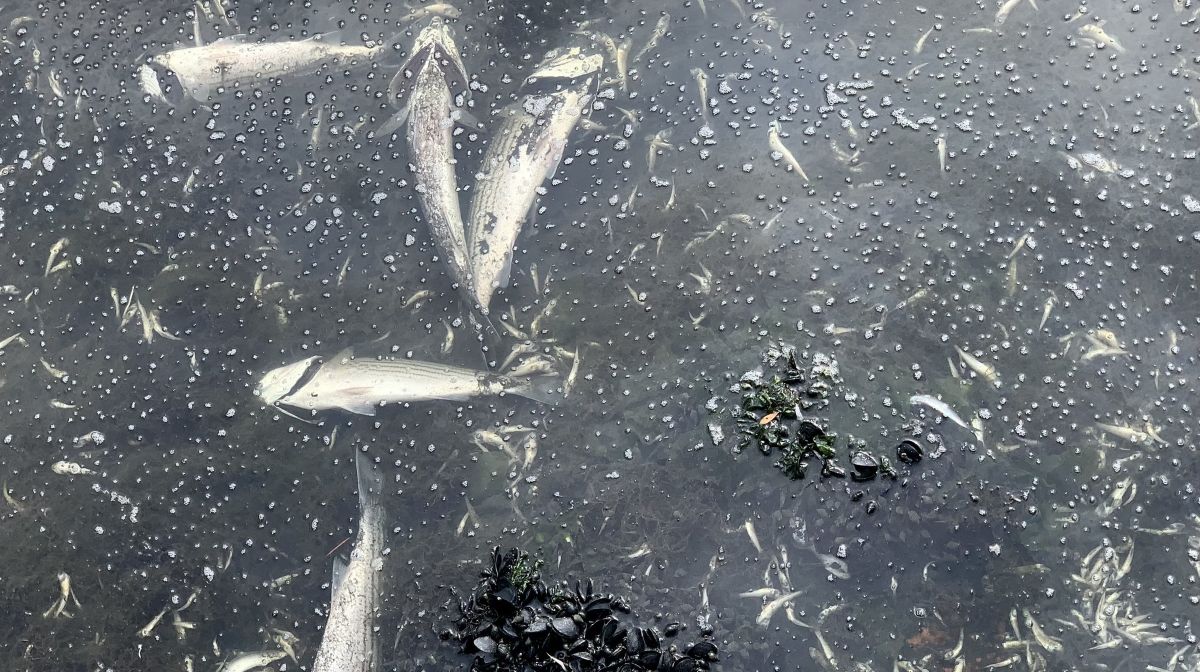 USGS: Heterosigma akashiwo in San Francisco Bay ~ MAVEN'S NOTEBOOK