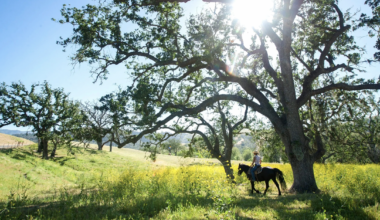 The Best Horseback Riding Destinations in California