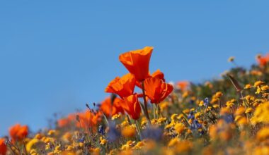 This California State Park Is Seeing An Early Wildflower Bloom — Could This Signal A 2026 Superbloom?