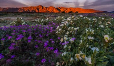 Anza-Borrego state park experiencing wildflower super bloom – NBC Los Angeles