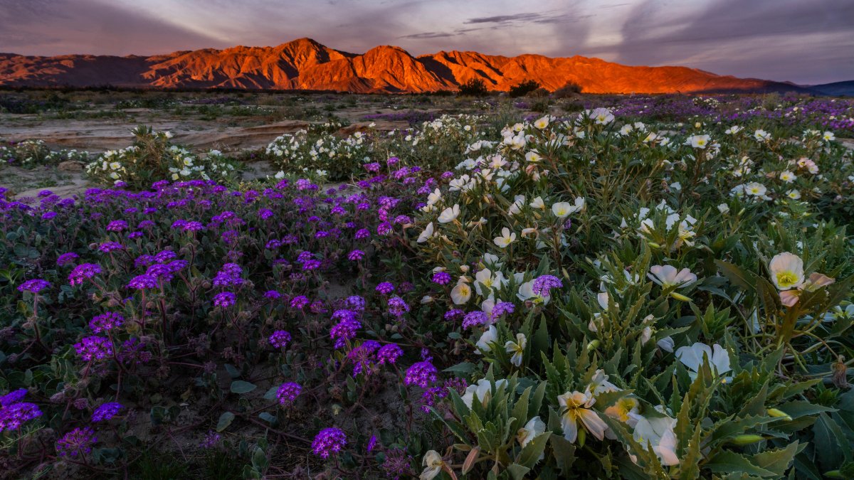Anza-Borrego state park experiencing wildflower super bloom – NBC Los Angeles