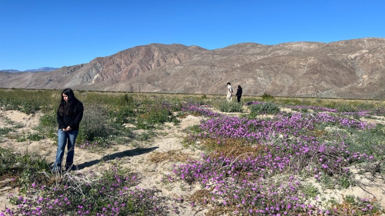 A woman stands in a desert landscape with purple wildflowers and distant hills under a clear blue sky. Two people walk further back in the field.