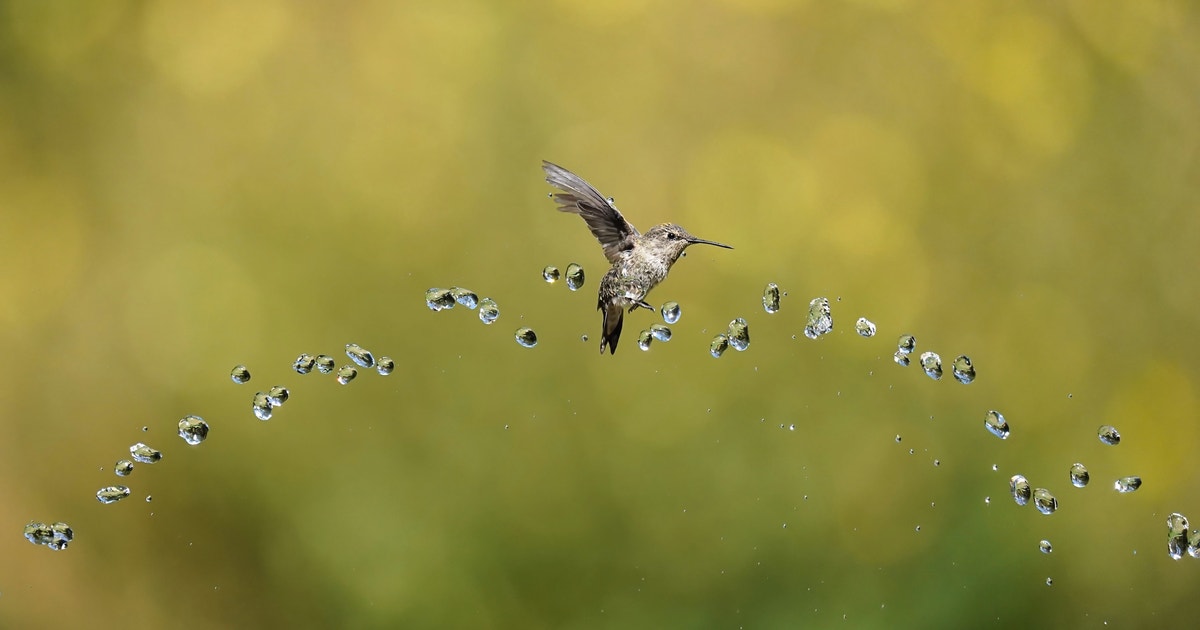 Congrats to the California Chapter Recipients of 2026 Audubon in Action and Collaborative Grants