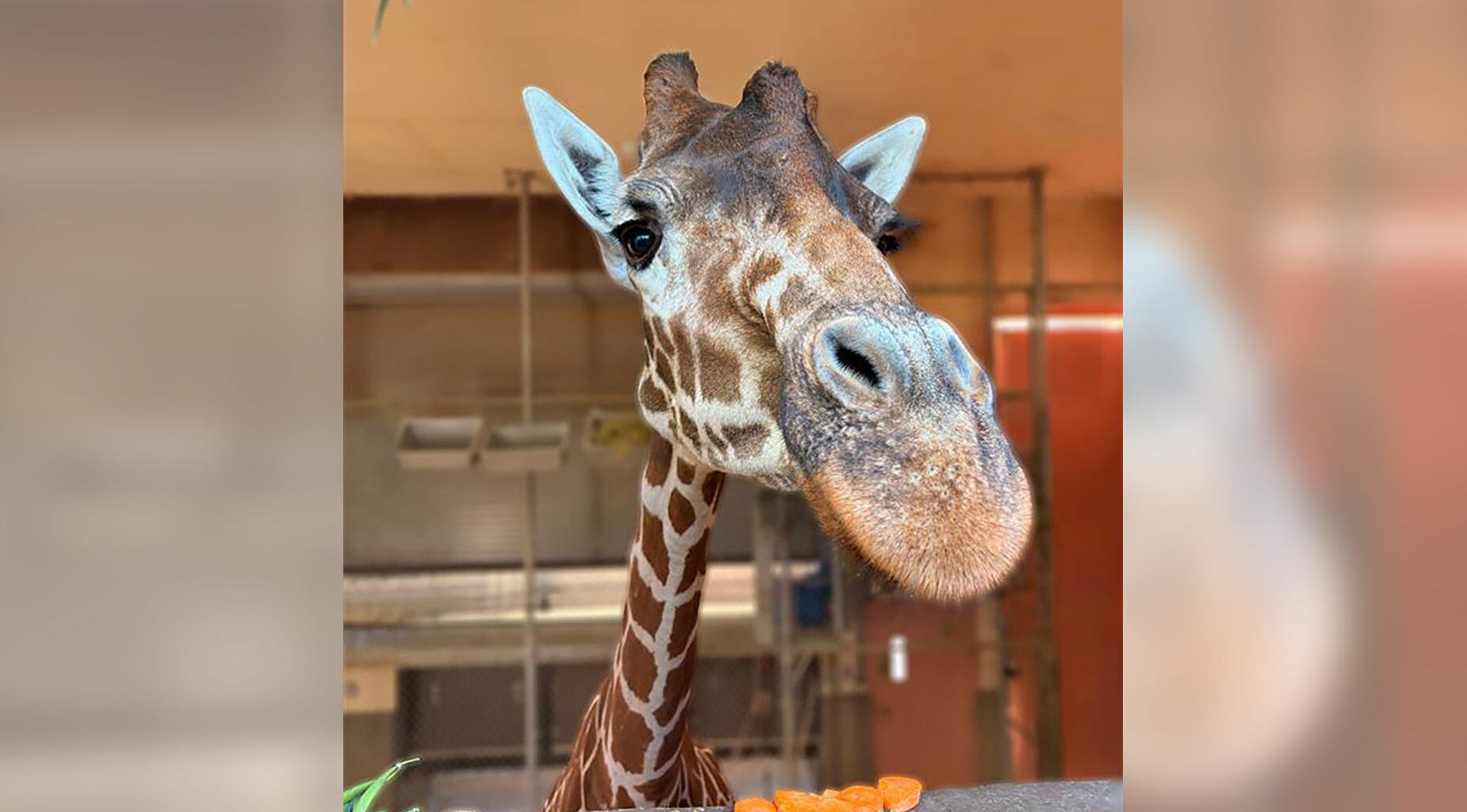 UC Davis experts to perform necropsy on Oakland Zoo giraffe after euthanasia