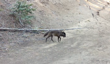 Wolf Found in Los Angeles for the First Time in a Century