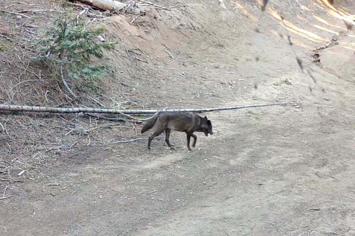 Wolf Found in Los Angeles for the First Time in a Century