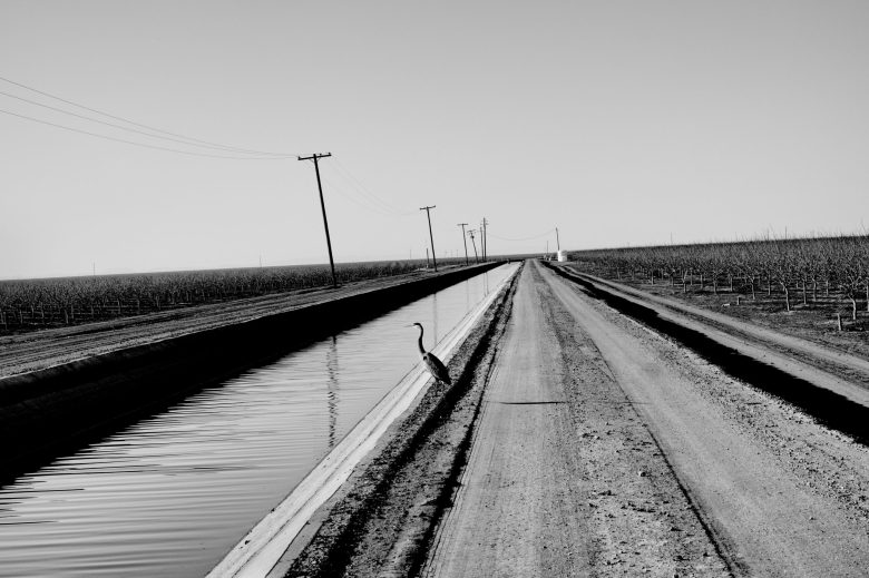 Black and white image of a solitary heron by a canal, flanked by a dirt road and barren fields. Distant power lines enhance the serene, rural landscape.