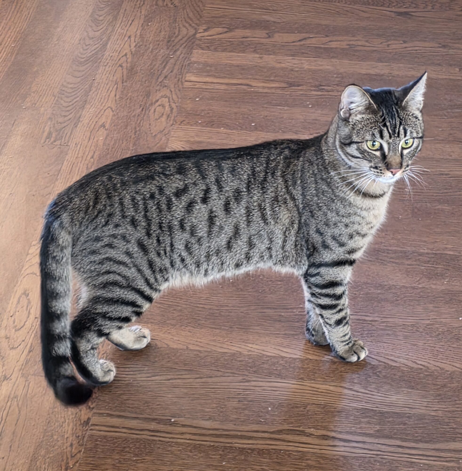 Rufio is the Berkeley-East Bay Humane Societyâs pet of the...