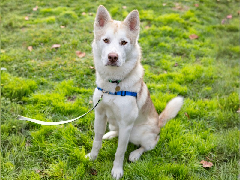 Sugarcane is the pet of the week at the East...