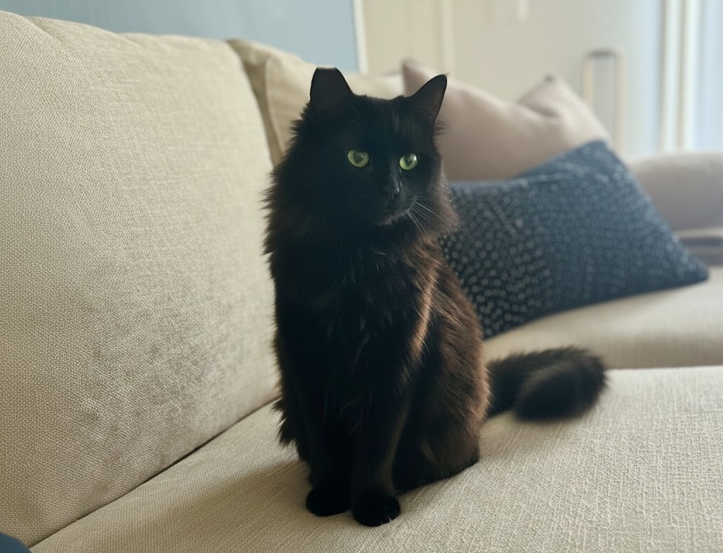 El is the pet of the week with Community Concern...