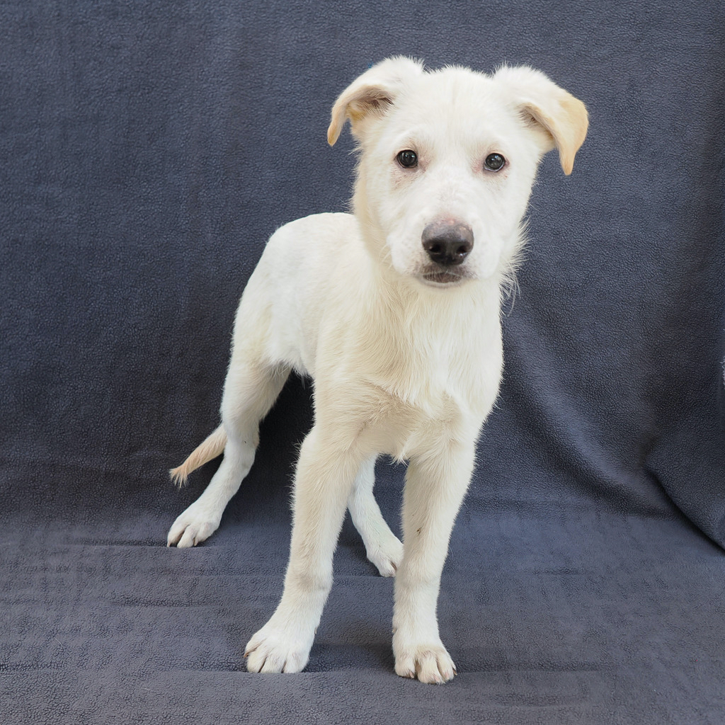 Oakley is Milo Point Richmondâs pet of the week. (photo...