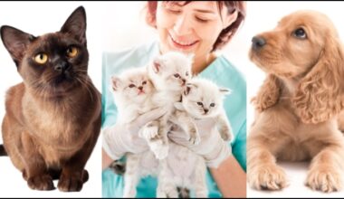 LA County Law Requires Pet Owners to Spay and Neuter — and February Clinics Can Help – Pasadena Now