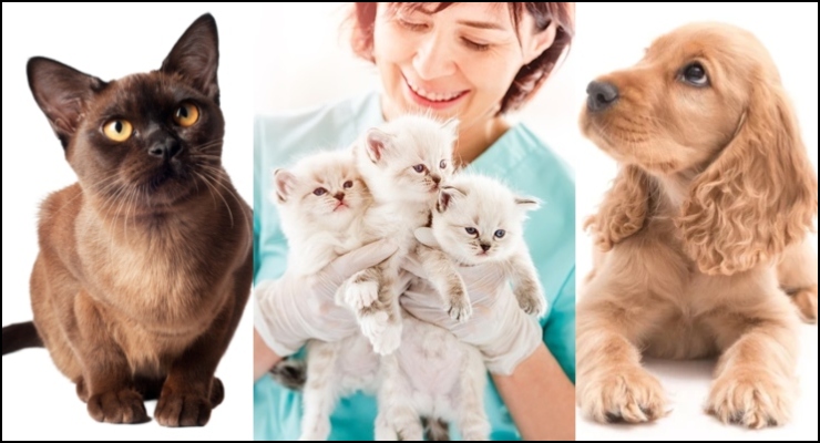 LA County Law Requires Pet Owners to Spay and Neuter — and February Clinics Can Help – Pasadena Now