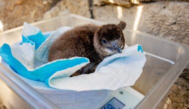 Birch Aquarium celebrates first Little Blue Penguin chick raised by parents – NBC 7 San Diego