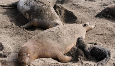 Bird flu outbreak in California elephant seals prompts officials to cancel popular tours