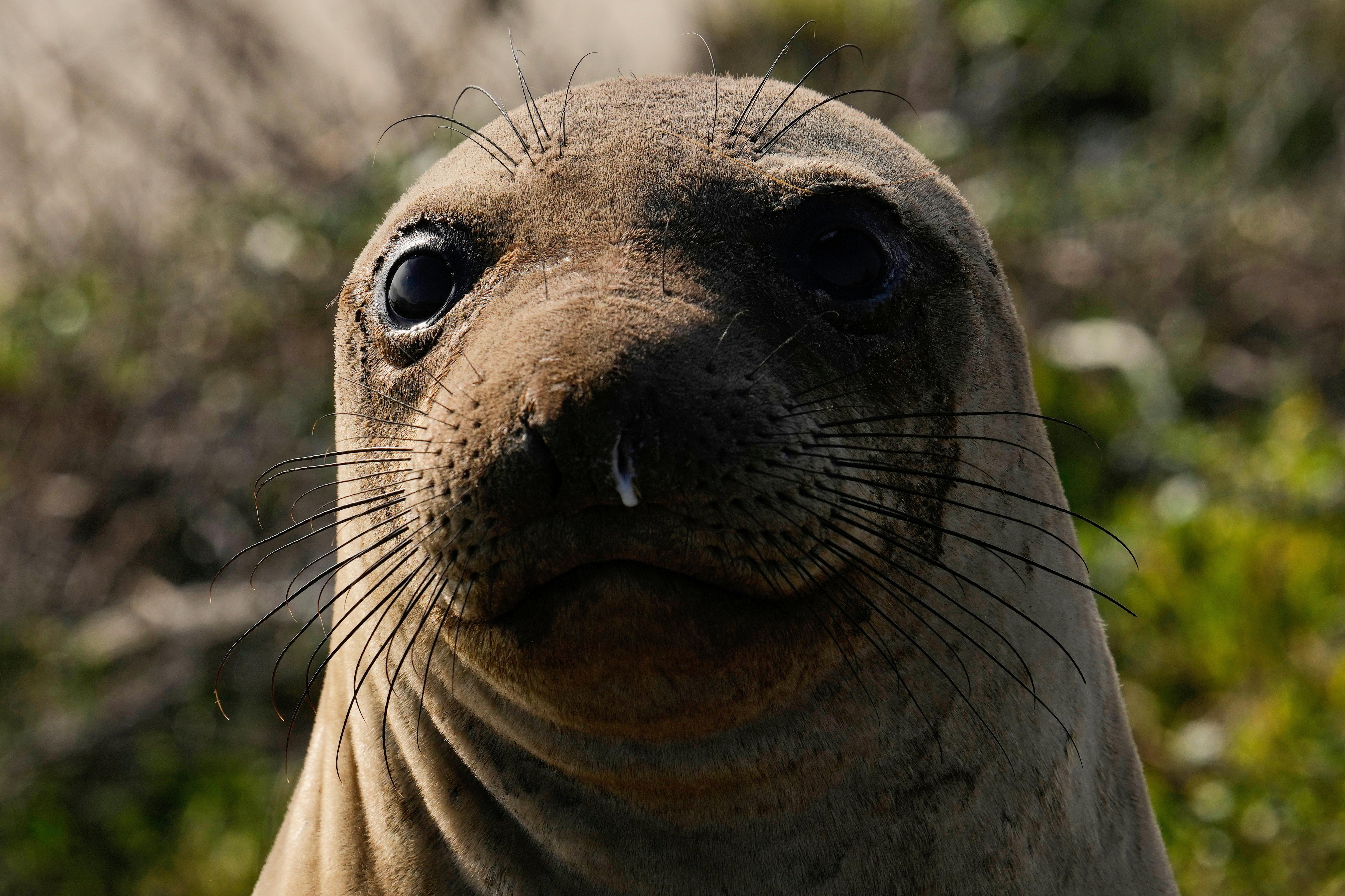 FILE – A female elephant seal watches visitors on a...