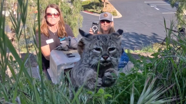 A bobcat leaping through tall grass with two people in the background holding a crate and a camera.