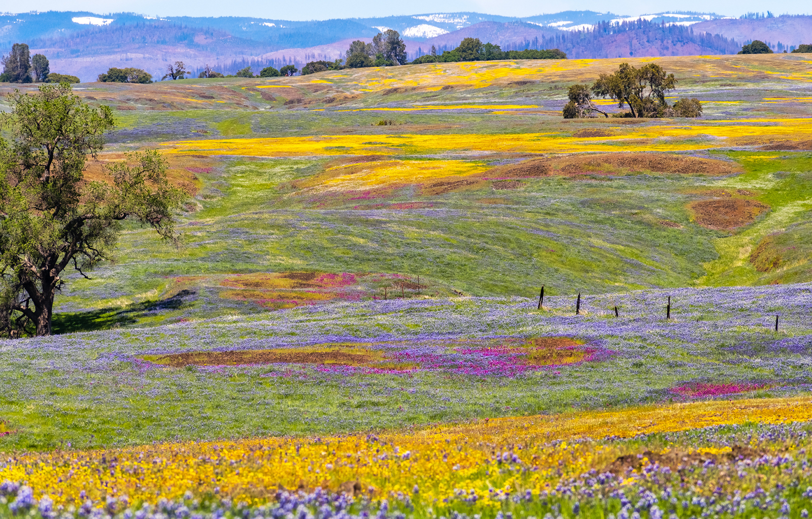 A California superbloom may happen this year