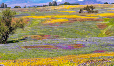 A California superbloom may happen this year