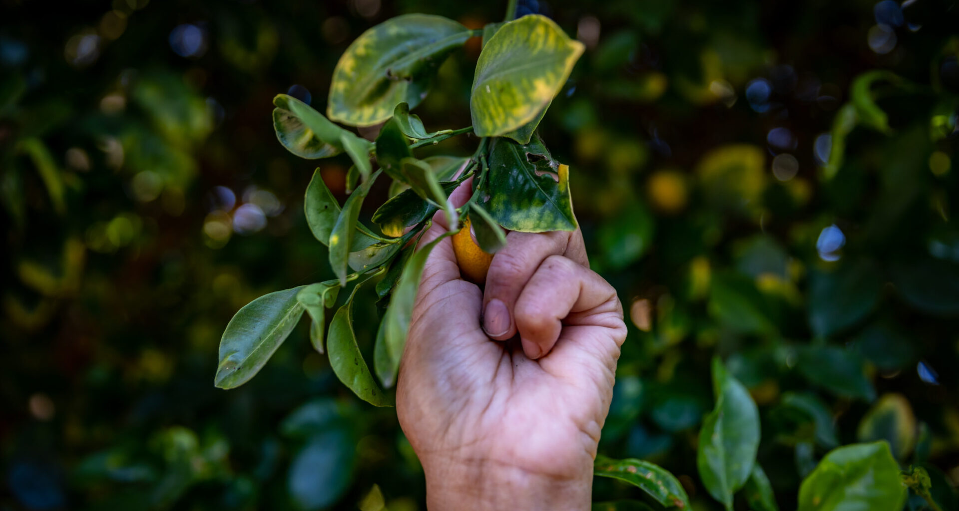 Things to do in Long Beach: Pueblita 5K fundraiser, community garden meeting and more!