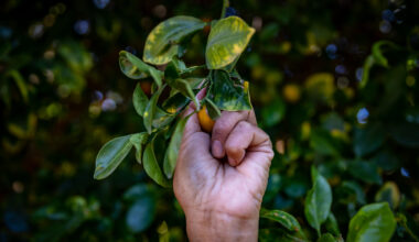 Things to do in Long Beach: Pueblita 5K fundraiser, community garden meeting and more!