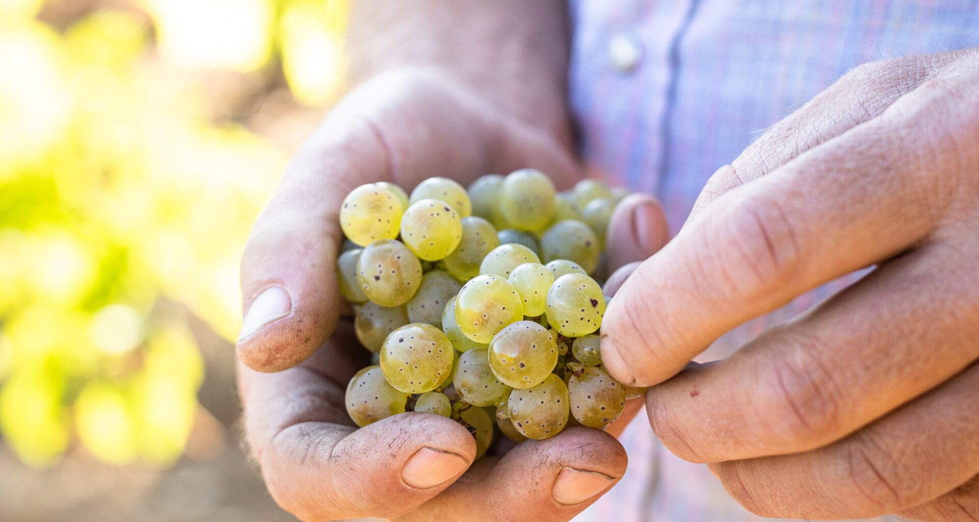 Improved and Ignored : Vinography