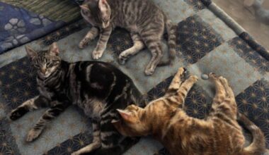 This Modern Cat Sanctuary In The Arts District Is A Hidden Gem