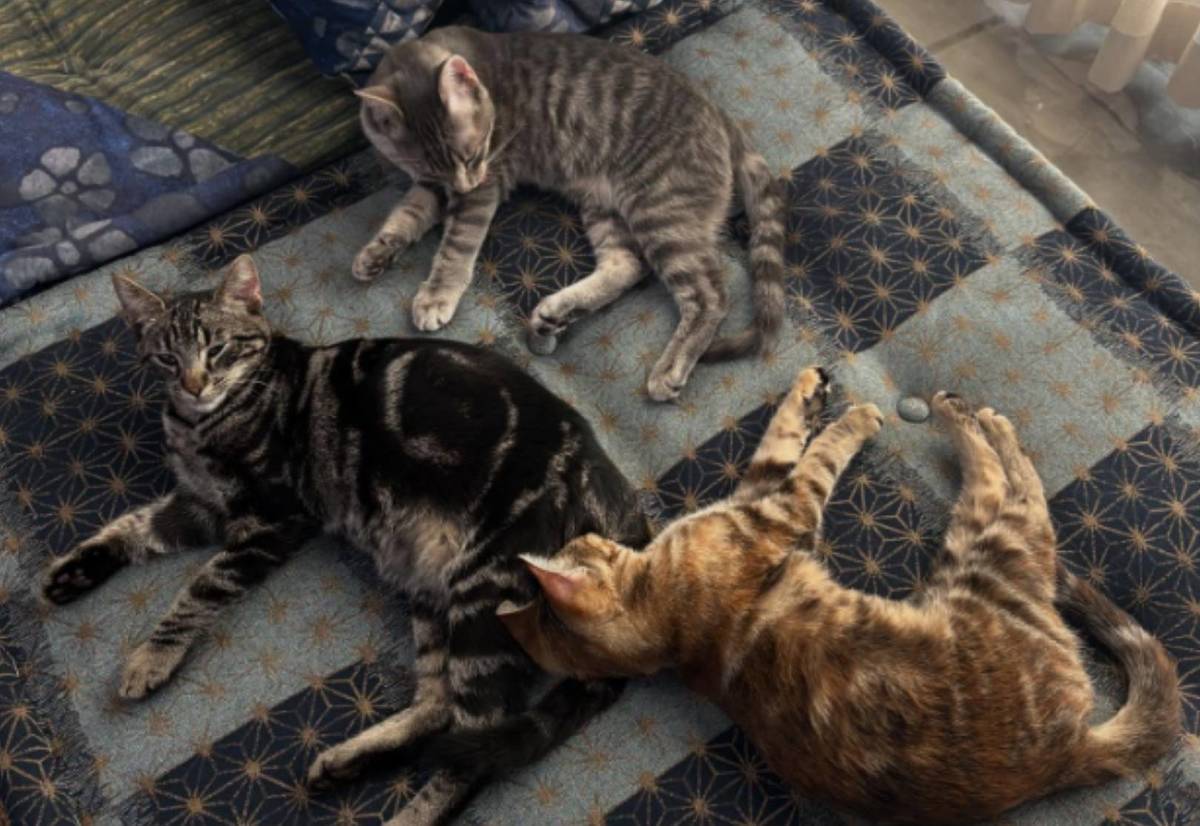 This Modern Cat Sanctuary In The Arts District Is A Hidden Gem