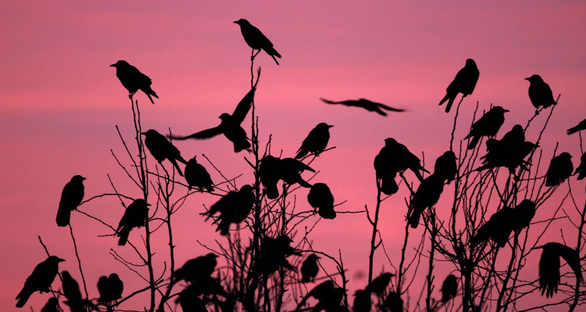 Is it Crow-maggedon? Why Crows Are Flocking to Bay Area Cities Each Winter