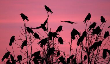 Is it Crow-maggedon? Why Crows Are Flocking to Bay Area Cities Each Winter