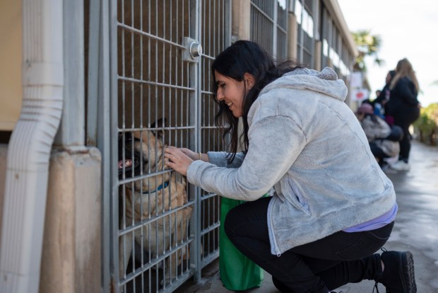 Vanessa Ramos pets a shelter dog before selecting one to walk at the Chula Vista Animal Care Facility on Feb. 21, 2026. (McKenzie Patterson / For The San Diego Union-Tribune)