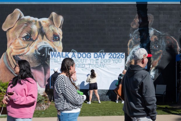 Volunteers wait their turn to walk shelter dogs while others write notes about the dogs they have just walked at the Chula Vista Animal Care Facility on Feb. 21, 2026. (McKenzie Patterson / For The San Diego Union-Tribune)