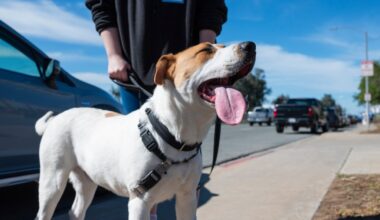 Chula Vista animal shelter hosts Walk a Dog Day