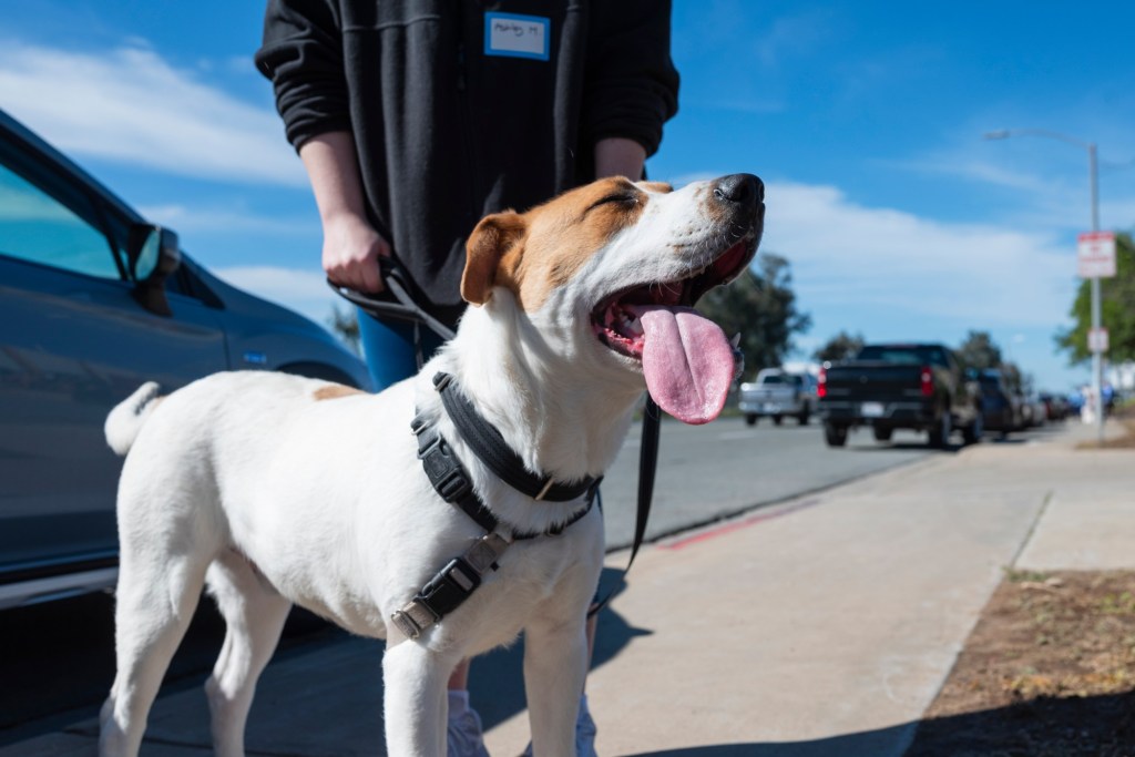 Chula Vista animal shelter hosts Walk a Dog Day