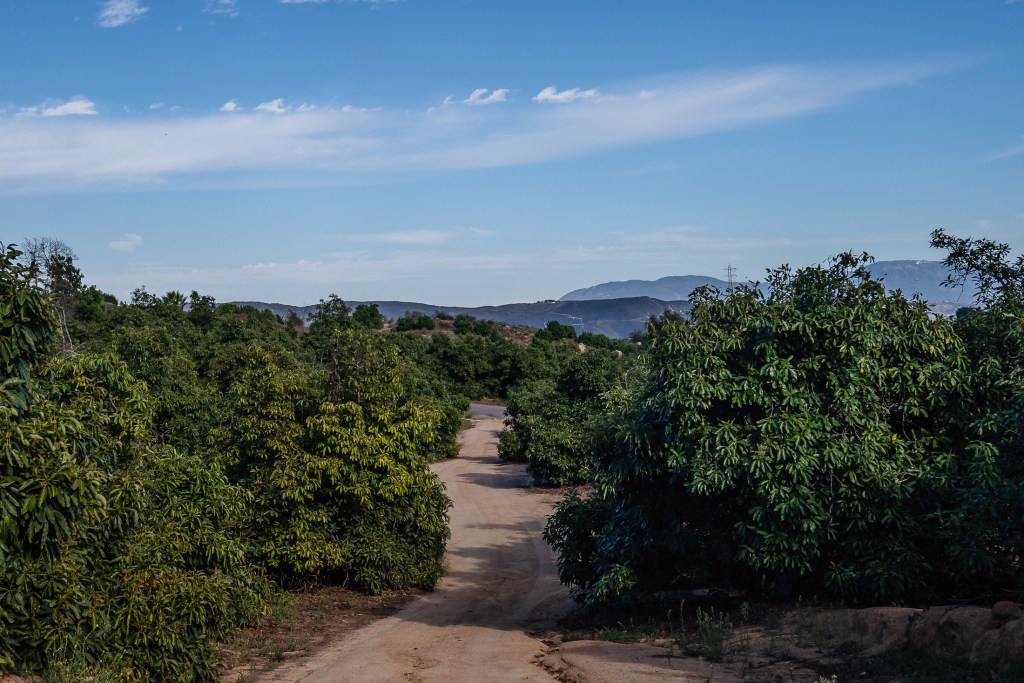 Avocado trees on Paula and Daniel Coxe's farm in Fallbrook on Oct. 9, 2023.