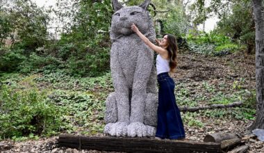 Scrappy the Cat is the town's new unofficial monument | Los Gatan