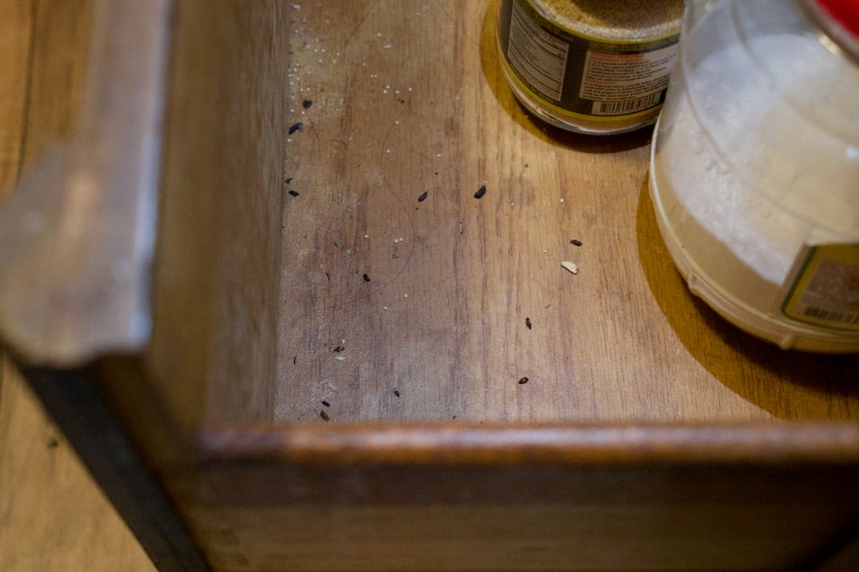 Rodent droppings appear scattered on a tan-colored kitchen counter next to food containers.